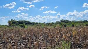 Failed maize crop