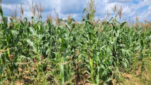 Maize the staple diet of Zambians