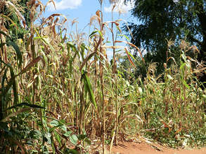 Poor maize crop due to lack of rain