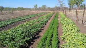 Food security - Musokotwane women
