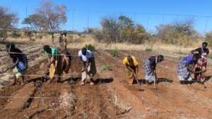 Seed planting - Senkobo women
