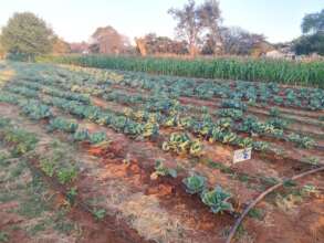 Maize and vegetables - Kamwi Primary School