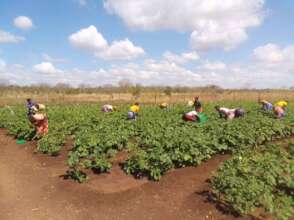 Women's Vegetable Growing Project - Zwanga