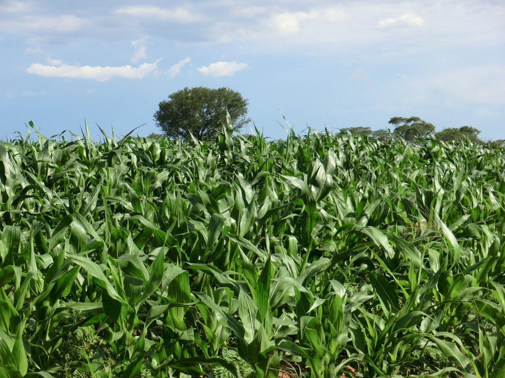 Seeds for Life in Zambia