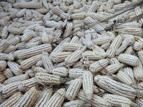 Dried Maize