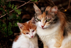 My Kitties
