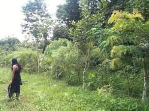 Contrast of Rio Sol corridor forest adjacent farm