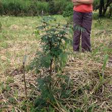 A rare Acacia tree planted last Xmas at LRFF, now