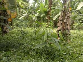 Cacao trees planted one year ago