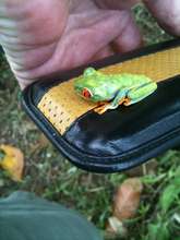 Gaudy tree frog came for a visit in Guatuso