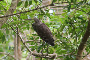 Heron, one of the many birds living at Cano Blanco