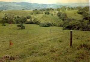 Pasture before regeneration circa 1986