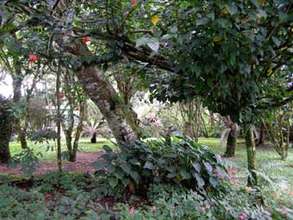 Same place after 8 years regeneration La Reserva