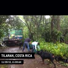 Loading trees to plant the Rio Sol project