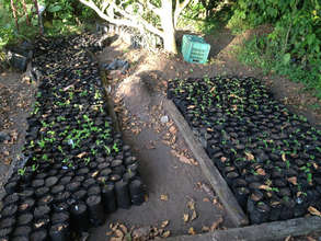 The first nursery for upcoming planting in Sept.