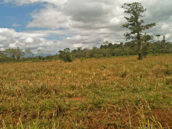 Reforesting the Deforestation in Costa Rica