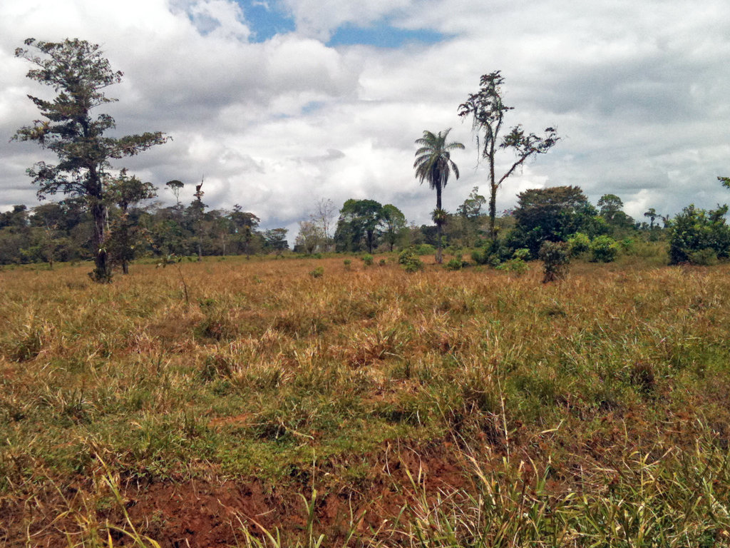 Reforesting the Deforestation in Costa Rica