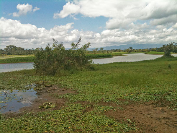 Reforesting the Deforestation in Costa Rica