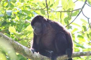 Mantled Howler Monkey