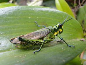 Grasshopper