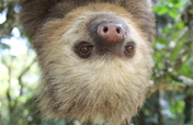 Reforesting the Deforestation in Costa Rica