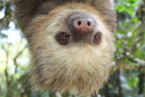 Reforesting the Deforestation in Costa Rica