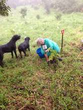 Planting your tree in Costa Rica