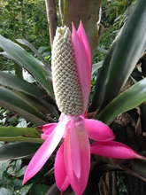 Queen Achmea bromeliad, found in area
