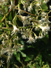 A tropical forest weed flower. Weed=Native=Beauty