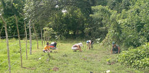 Women planting, HOT