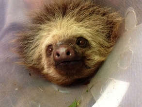 Zoe, a two-toed sloth rehabilitated at LRFF