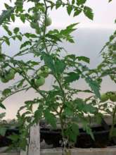 Production in the different rooftop gardens