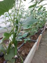 Cucumbers in the different rooftop gardens