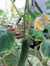 Almost ready to pick!