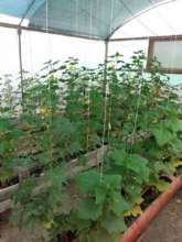 Neat rows of vegetables growing strong