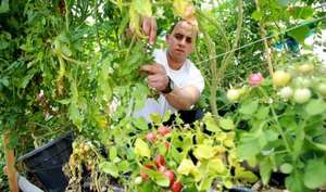 Mouad harvesting from the tomato plant