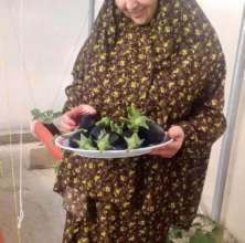 Several women planted eggplants on their roofs