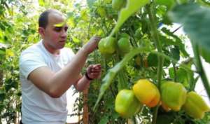 Taking care of the garden