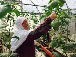 Khalti Hasna harvesting in her greenhouse