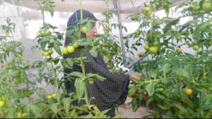 Excellent tomato growth for this participant