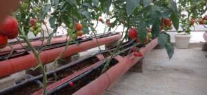 Recent harvest from the greenhouses