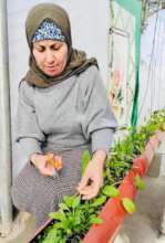 Lush winter harvest for the greenhous owners!