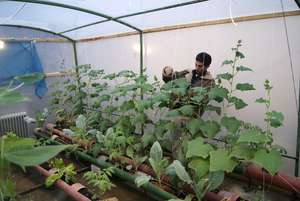 In the new garden the plants can grow much higher