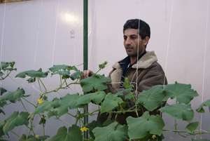 Yasser adding ropes to support the plants