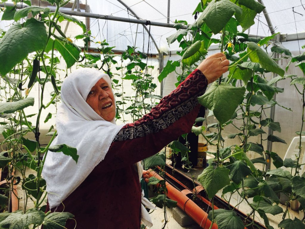 Khalti Hasna in her greenhouse (November 2017)