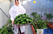 Rooftop Micro Farms for Refugee Women in Deheishe