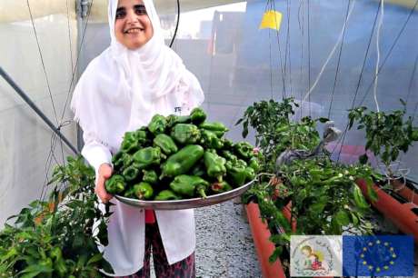Rooftop Micro Farms for Refugee Women in Deheishe