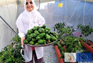 Rooftop Micro Farms for Refugee Women in Deheishe
