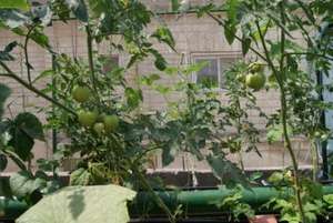 Tomato Plants