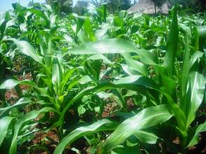 Farm at Nyamwanga Primary School